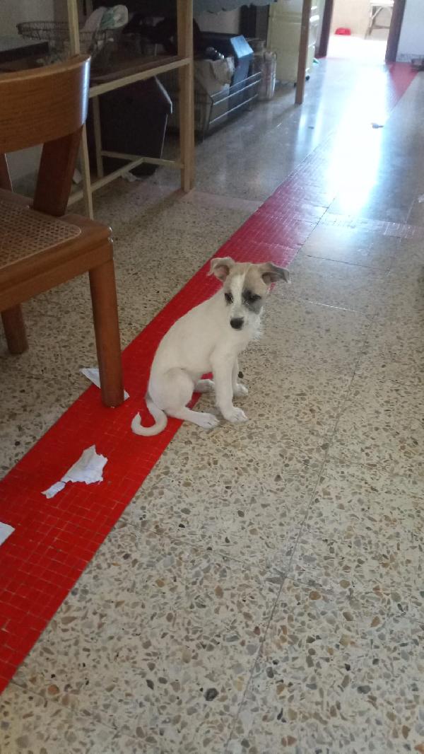 LULA MERAVIGLIOSA DOLCE CUCCIOLA CERCA FAMIGLIA  Foto 6