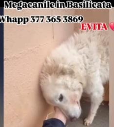Evita 3anni finita in 1MEGACANILE! SALVATELA Foto 2