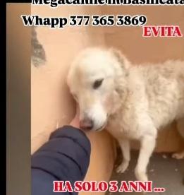 Evita 3anni finita in 1MEGACANILE! SALVATELA Foto 3
