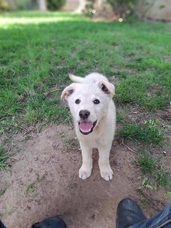 Sid. 💖Cucciolo cerca famiglia da amare Foto 2