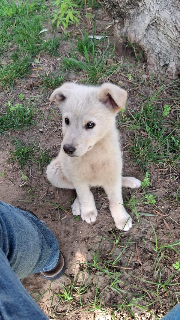 Sid. 💖Cucciolo cerca famiglia da amare Foto 5