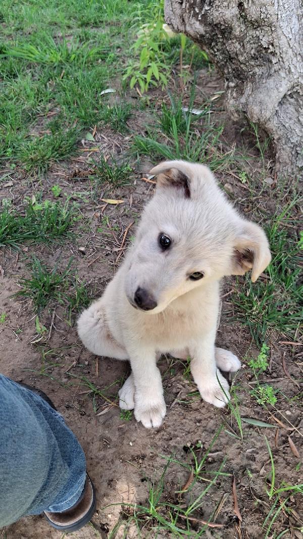 Sid. 💖Cucciolo cerca famiglia da amare Foto 7