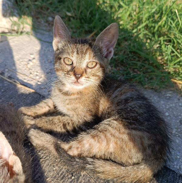Gattine In Adozione