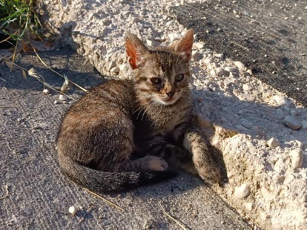 Gattine in adozione Foto 2