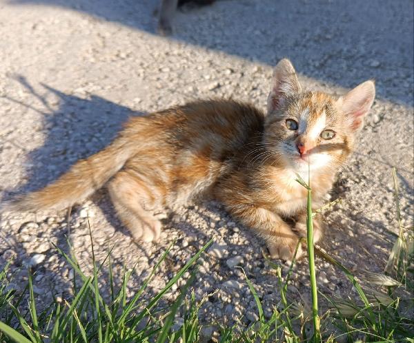 Gattine in adozione Foto 3