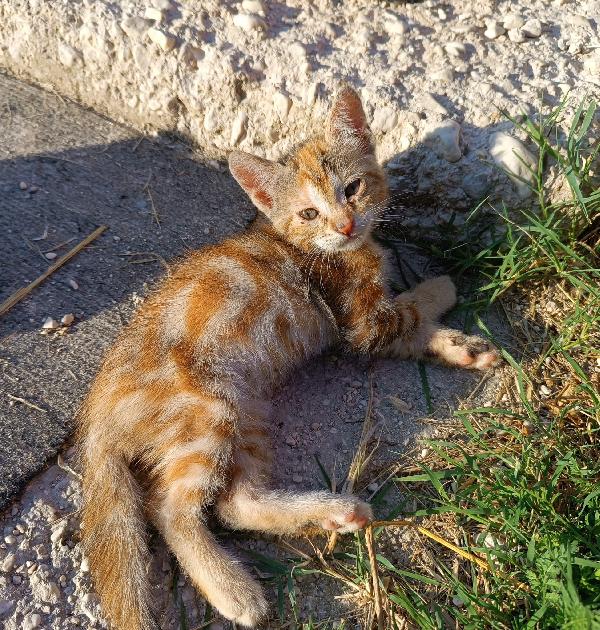Gattine in adozione Foto 4