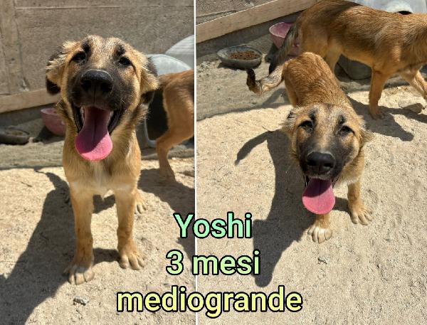 TROPPI CUCCIOLI IN RIFUGIO  Foto 4