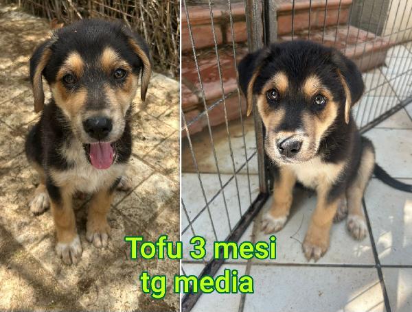 TROPPI CUCCIOLI IN RIFUGIO  Foto 7