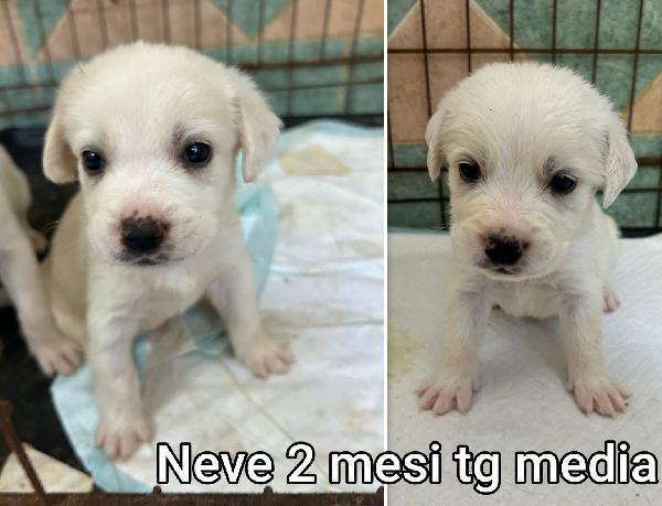 SALVA UN CUCCIOLO!! Foto 4