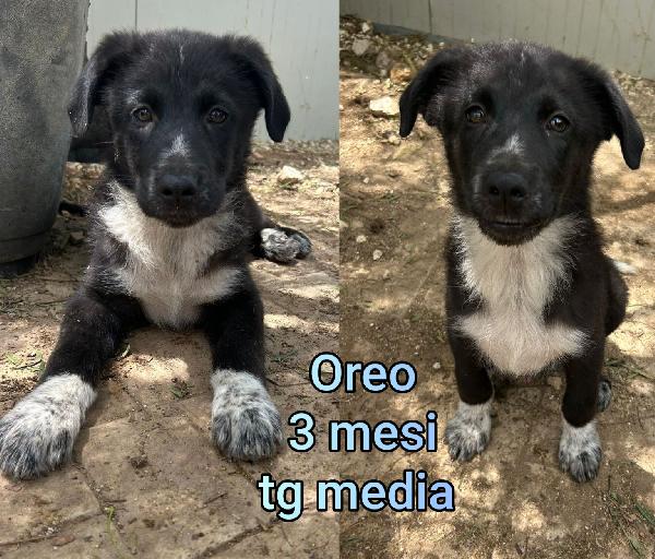 SALVA UN CUCCIOLO!! Foto 5
