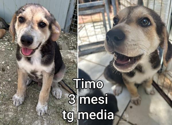 SALVA UN CUCCIOLO!! Foto 6