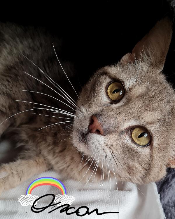 OSCAR 💚 Foto 3