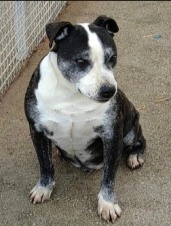 Zeus simil Amstaff anzianetto sfortunato Foto 3