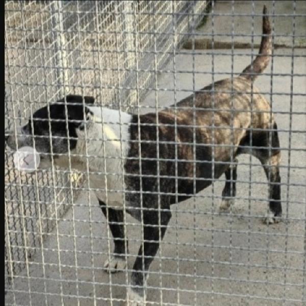 Zeus simil Amstaff anzianetto sfortunato Foto 4