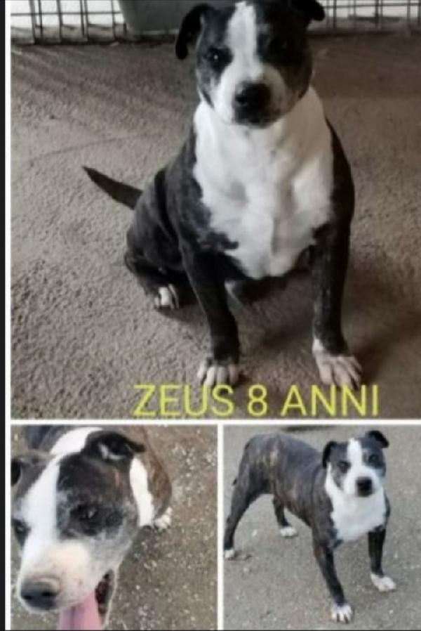 Zeus simil Amstaff anzianetto sfortunato Foto 5