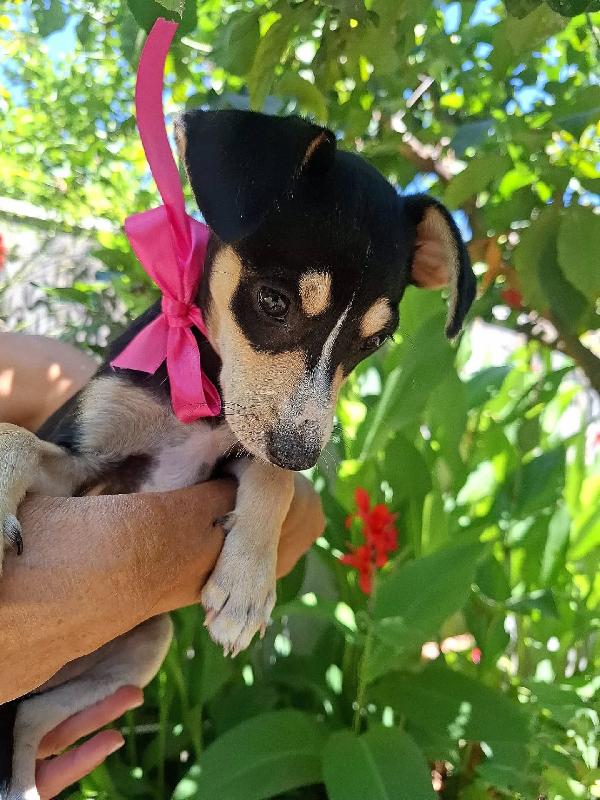 Pepsi dolce cucciolina taglia mini cerca adozione Foto 2