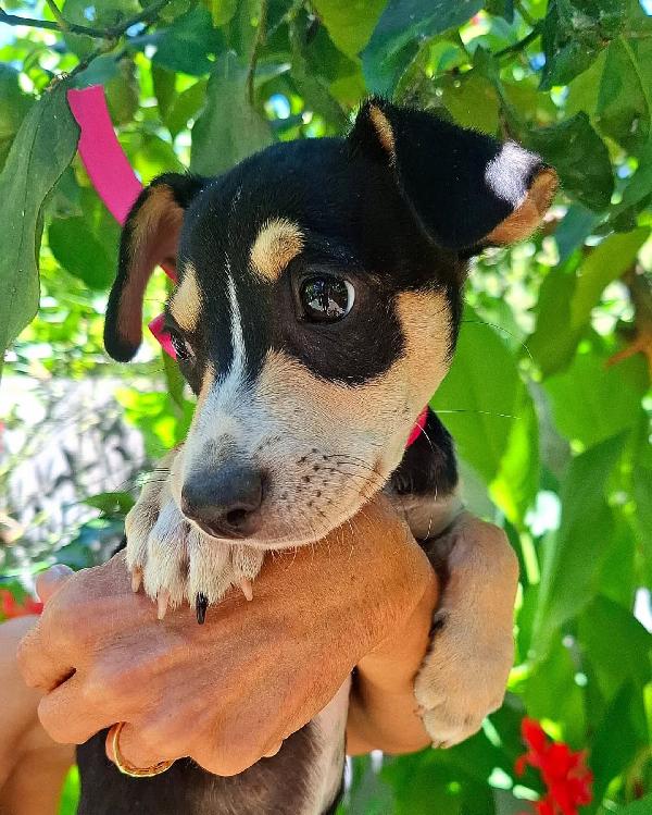 Pepsi dolce cucciolina taglia mini cerca adozione Foto 3