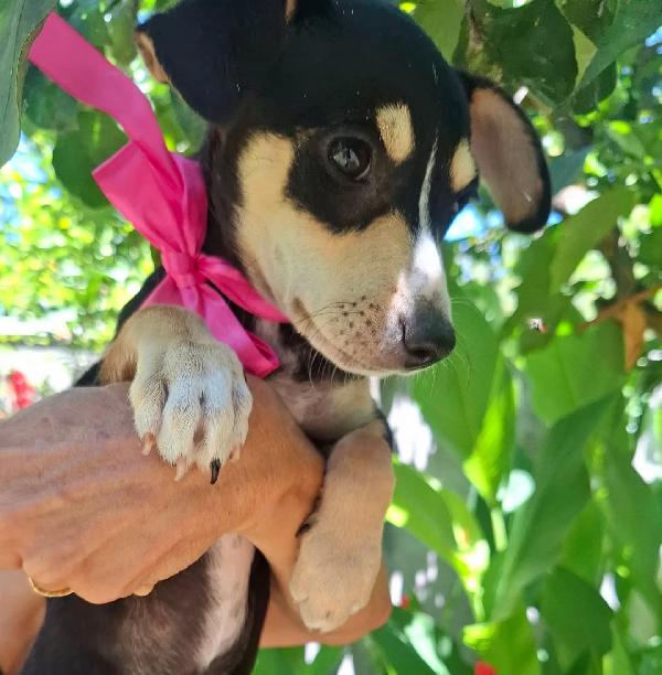 Pepsi dolce cucciolina taglia mini cerca adozione Foto 4