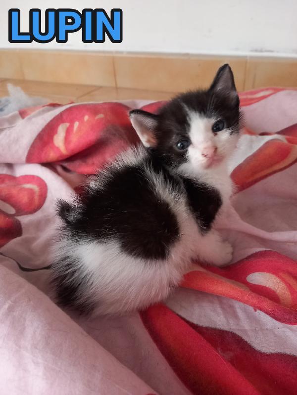 Lupin, Dolce Micino Da Adottare!