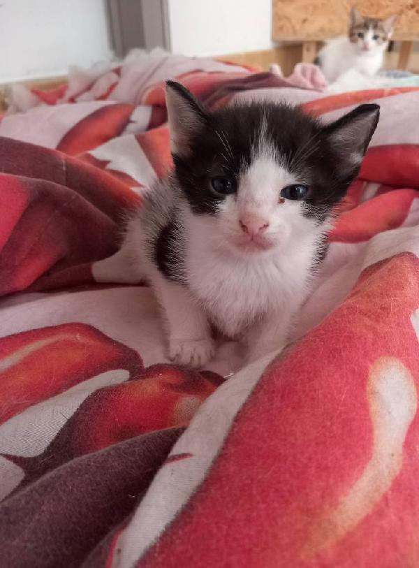 LUPIN, dolce micino da adottare! Foto 2