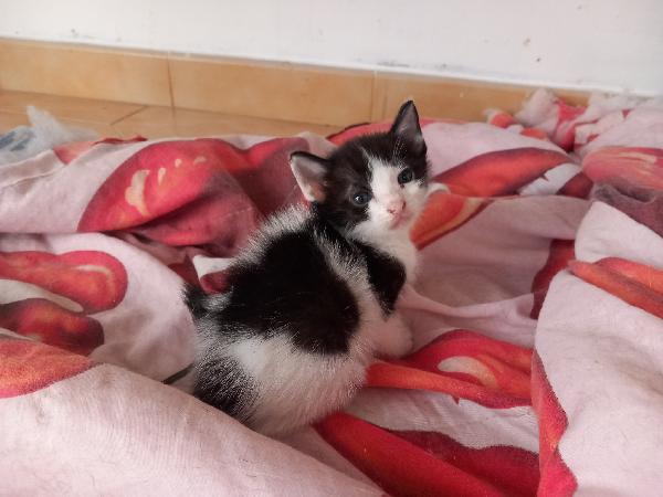 LUPIN, dolce micino da adottare! Foto 3