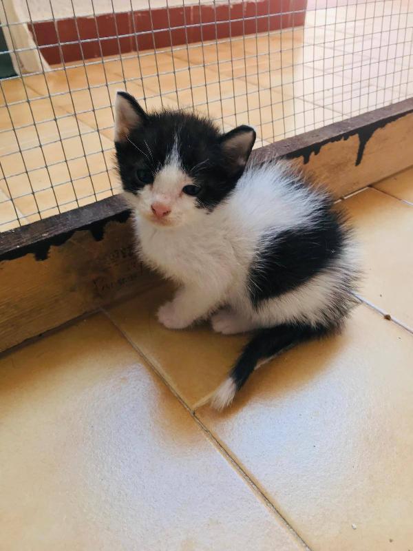 LUPIN, dolce micino da adottare! Foto 4