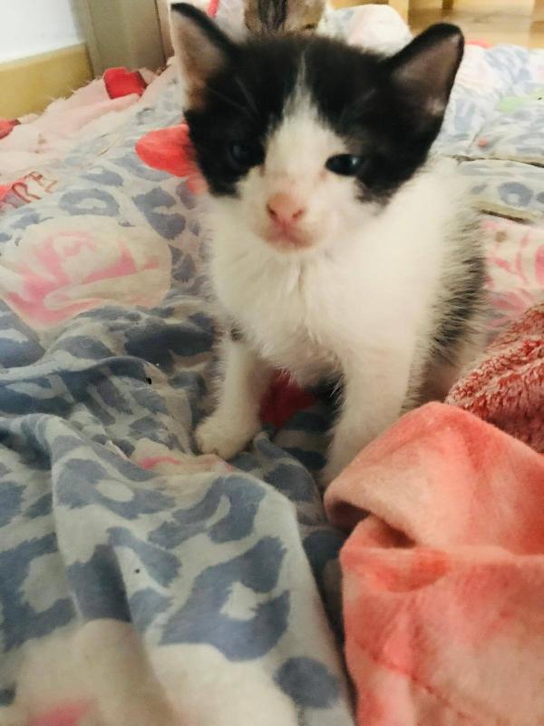 LUPIN, dolce micino da adottare! Foto 5