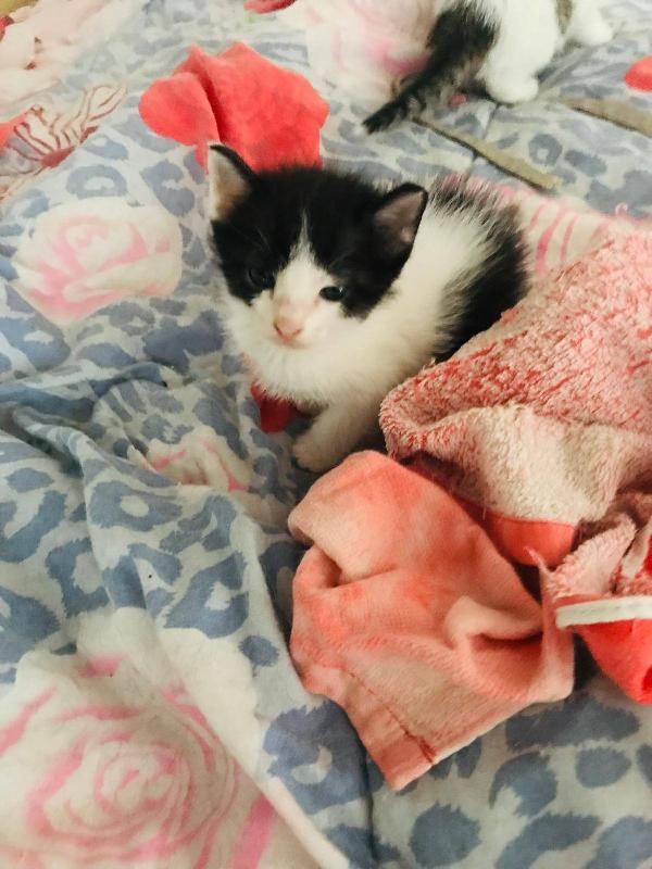 LUPIN, dolce micino da adottare! Foto 6