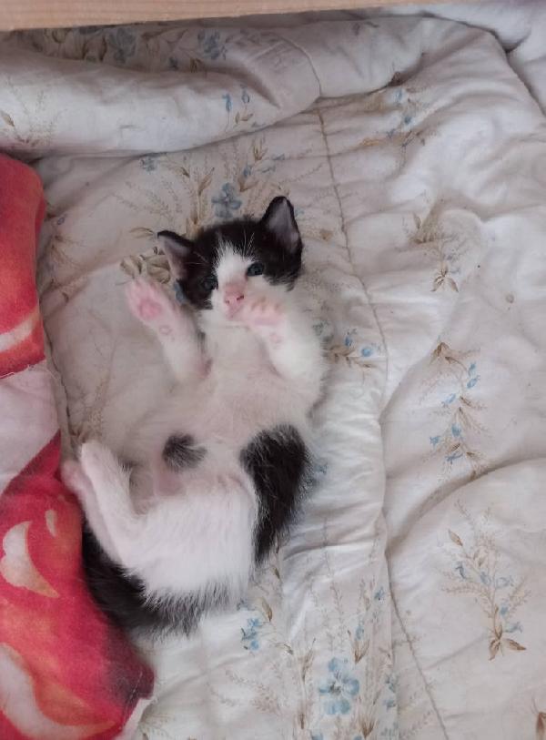 LUPIN, dolce micino da adottare! Foto 7