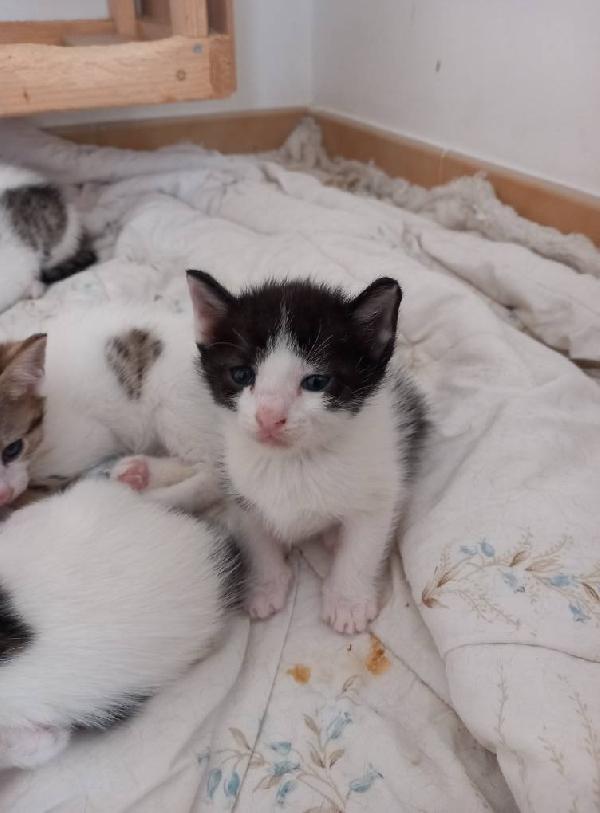 LUPIN, dolce micino da adottare! Foto 8