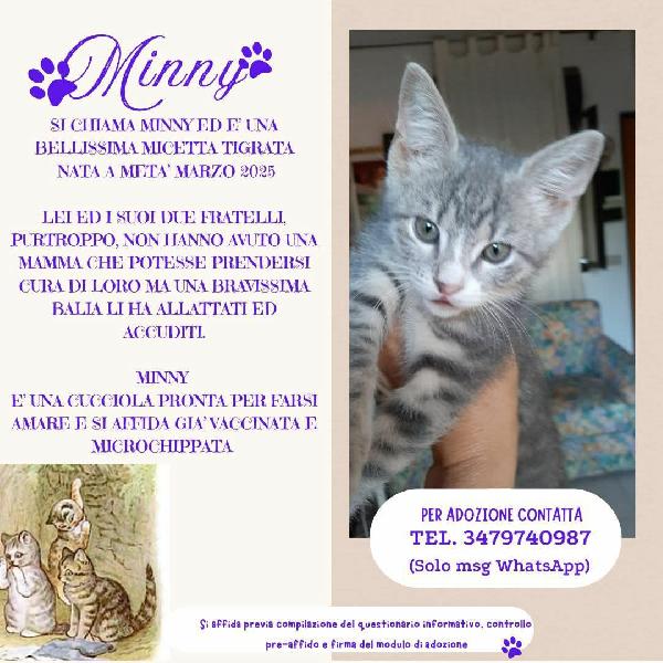 Minny, Dolce Gattina Da Adottare!