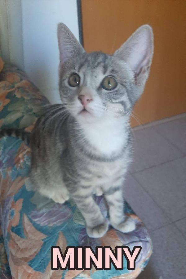MINNY, dolce gattina da adottare! Foto 2