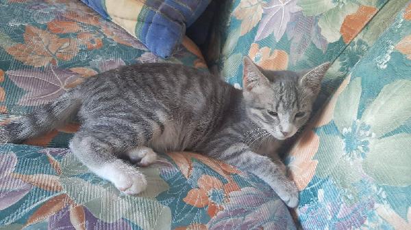 MINNY, dolce gattina da adottare! Foto 3
