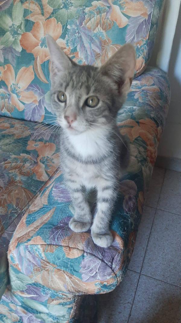 MINNY, dolce gattina da adottare! Foto 4