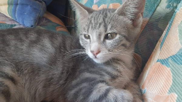 MINNY, dolce gattina da adottare! Foto 5