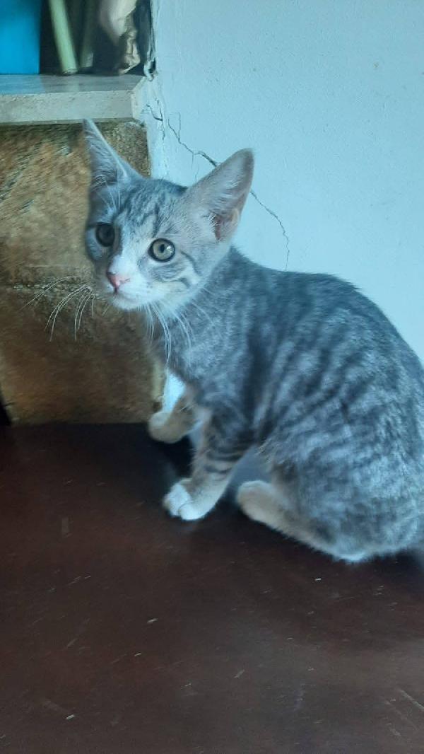 MINNY, dolce gattina da adottare! Foto 6