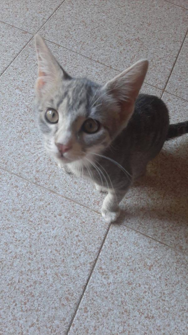 MINNY, dolce gattina da adottare! Foto 7