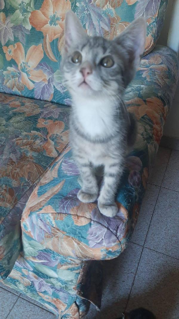 MINNY, dolce gattina da adottare! Foto 8