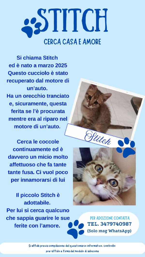 Stitch, Tenero Cucciolo In Adozione !