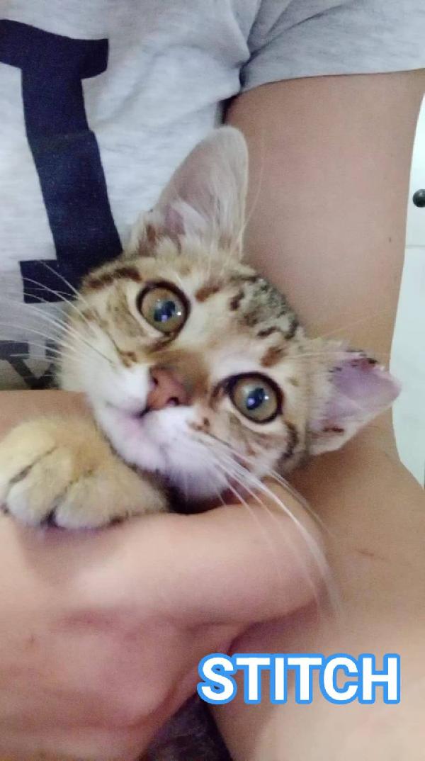 STITCH, tenero cucciolo in adozione ! Foto 2