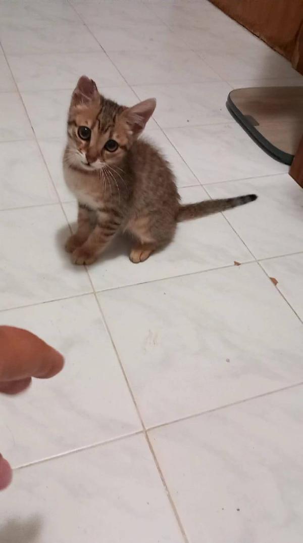 STITCH, tenero cucciolo in adozione ! Foto 3