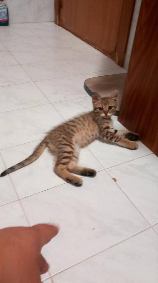 STITCH, tenero cucciolo in adozione ! Foto 4