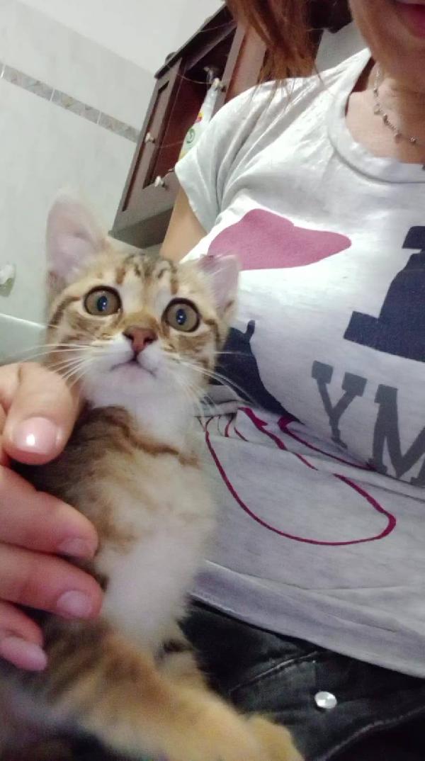 STITCH, tenero cucciolo in adozione ! Foto 5