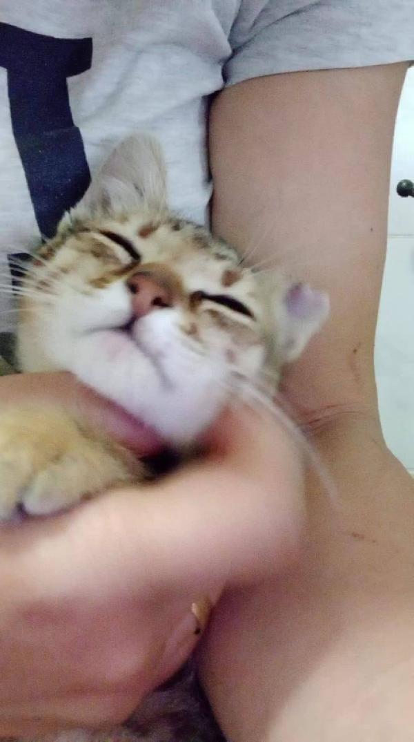 STITCH, tenero cucciolo in adozione ! Foto 6