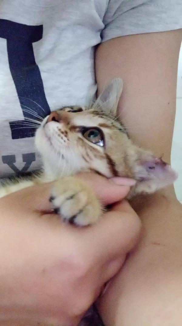 STITCH, tenero cucciolo in adozione ! Foto 7