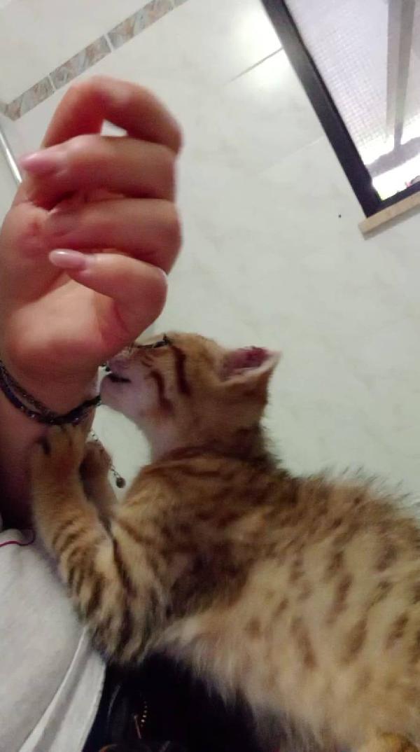 STITCH, tenero cucciolo in adozione ! Foto 8