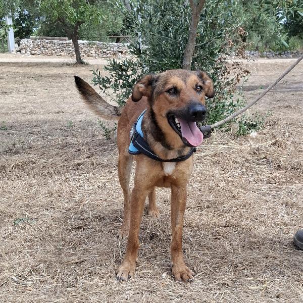 Aladin, 8 Mesi