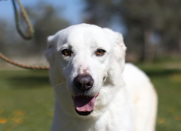 Ellen, Un Cane Tutto Da Scoprire
