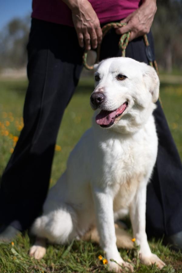 Ellen, un cane tutto da scoprire Foto 2