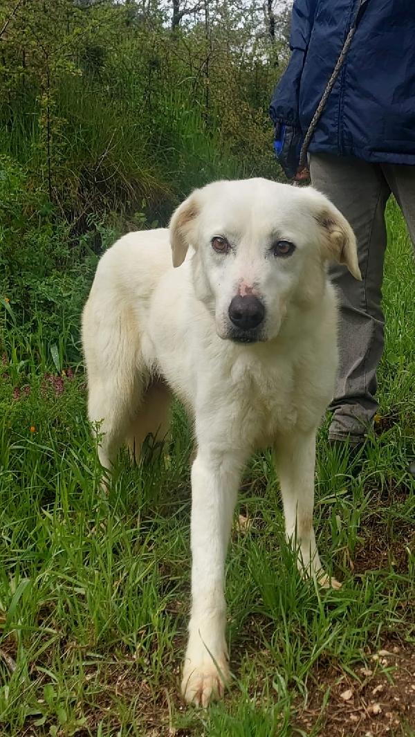 Ellen, un cane tutto da scoprire Foto 3